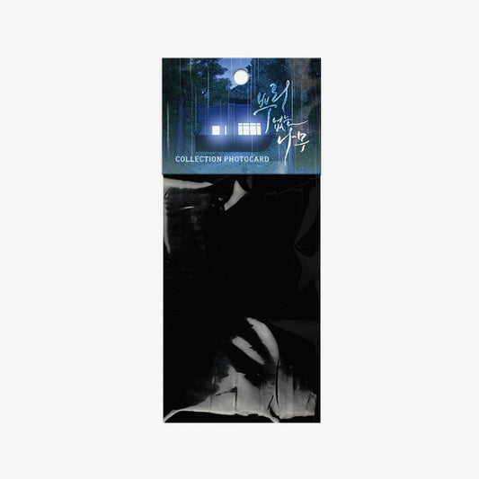 A Tree Without Roots - Collection Photocards Ver 2